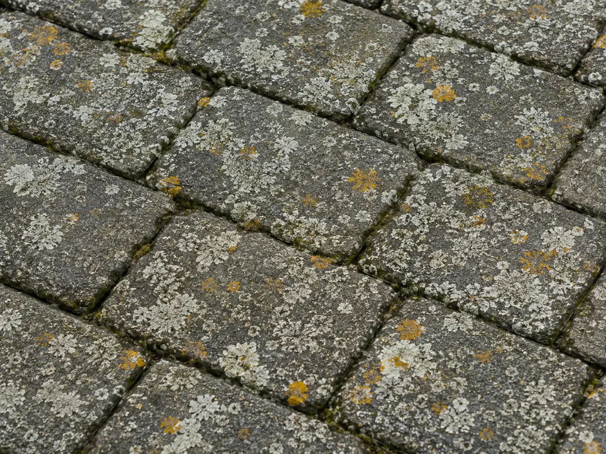 Porosty